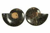 Cut & Polished Ammonite Fossil - Unusual Black Color #296268-1